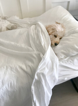 Labradoodle Dog Sleeping In A Bed With White Sheets