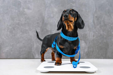 Cute hungry dachshund puppy Dog is wrapped in centimeter and stands on scales to make measurements,...