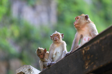 A macaque mother and a baby monkey sitting on the roof.