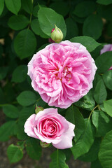 ピンクのバラの花