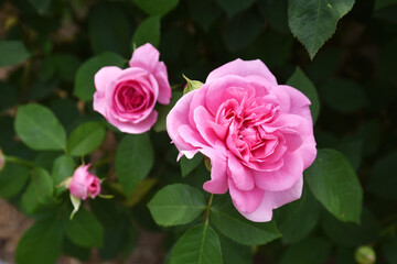 ピンクのバラの花