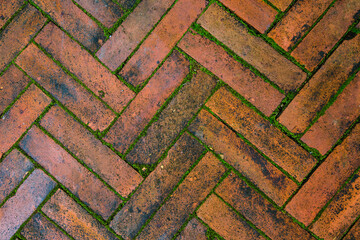 The walkway in the garden is made of red brick and has moss along the grooves.
