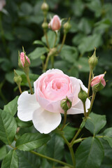 淡いピンクのバラ