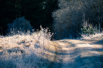 A beautiful scenery of an old road leading through the spingtime forest. Spring landscape of a forest road in woodlands in Northern Europe.