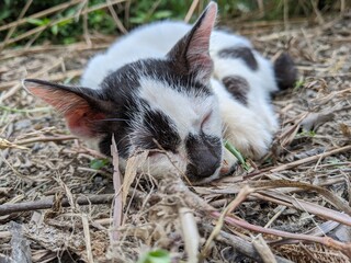 The face of a sleeping male baby cat on the dry grass at the garden