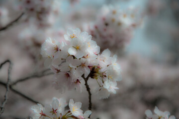 日本　桜
