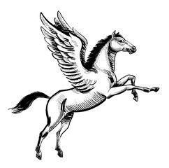 Obraz na płótnie Canvas Flying mythological Pegasus. Ink black and white drawing
