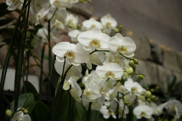 Orchid