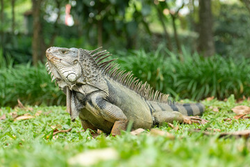 Green Iguana