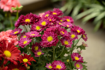 Daisy Flowers