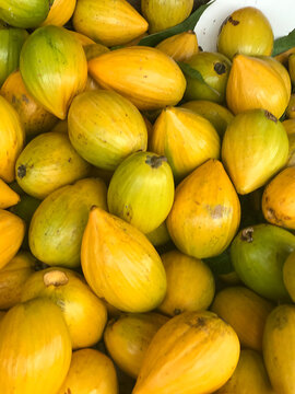 Canistel, Pouteria campechiana