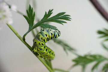 Swallowtail caterpillar having a snack