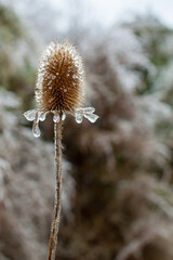 Thistle after an ice storm