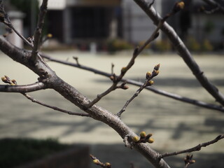 春を待つ桜の蕾