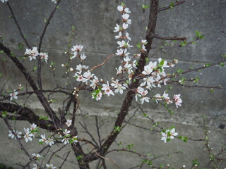 白い小さな花とコンクリートブロック