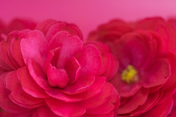 椿を使ったイメージ画像