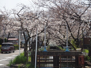 晴れた春の桜並木