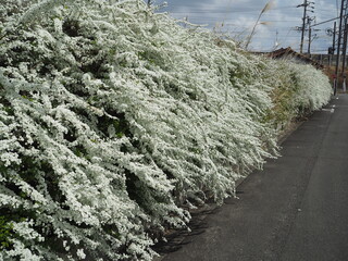 白い花に覆われた壁