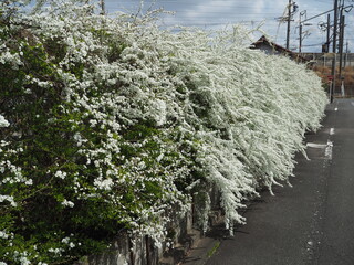白い花に覆われた壁