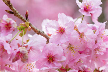 日本空に美しく咲いた桜。