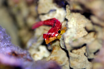 Flaming Scooter Blenny (Synchiropus sycorax)