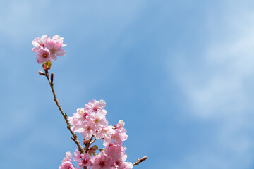 日本の青い空に美しく咲いた桜