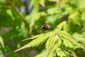 Fototapeta premium 緑のカエデの葉の上に留まっているアブ