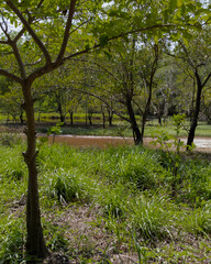 Fototapeta premium tree in the park