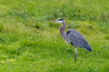 Blue Heron