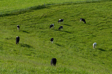 ナイタイ高原牧場