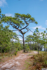 Trekking trails on mountain, Phu Kradueng, Thailand