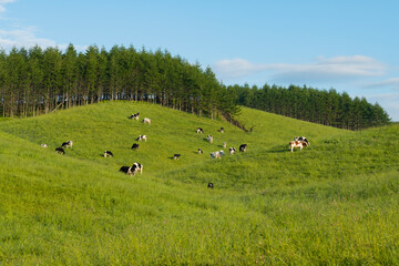 乳牛のいる牧場風景