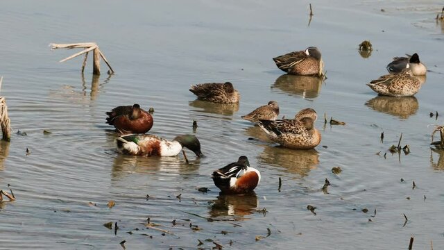 Group of  Northern Shovelers and Cinnamon Teals in shallow waters along the Gulf Intercoastal Waterway; one male Northern Shovel is preening; other ducks are sleeping in shallow water