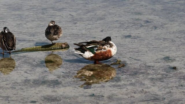 Male Northern Shoveler (Spatula clypeata)  preening  near two sleeping hens in shallow fresh waters along the coast of Texas in winter