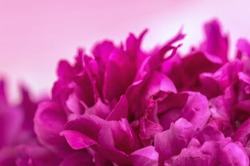 Beautiful flowery background from red purple petals of peony. Spring flower close up. Natural environment design