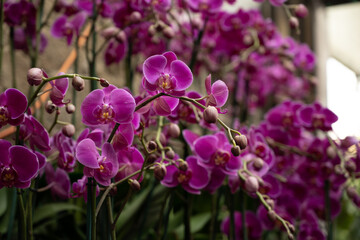 Orchid