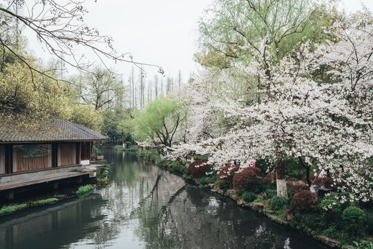 Cherry Blossoms in a cloudy day at Quyuan Garden of Hangzhou West Lake, Hangzhou, China