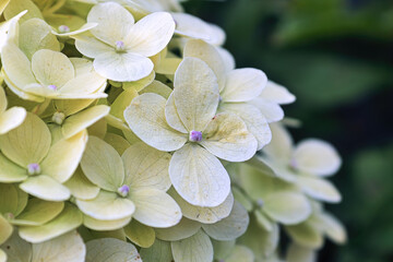 Macro of white hydrangea flowers in full bloom