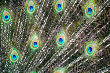 Fototapeta premium Plumaje pavo real, textura.