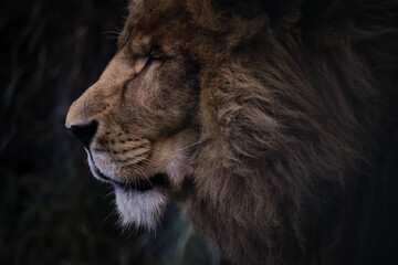 león pensativo en su hábitat natural