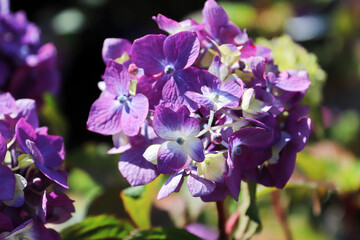 Closeup of bicolor white and purple hydrangeas