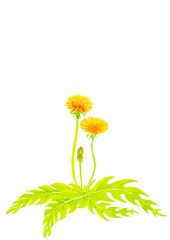 たんぽぽの水彩画アナログイラスト