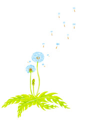 たんぽぽの水彩画アナログイラスト