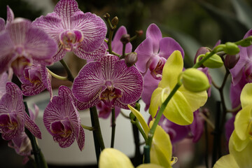 Orchids