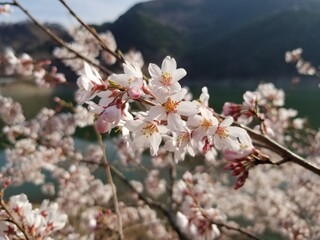 ダムに咲く桜