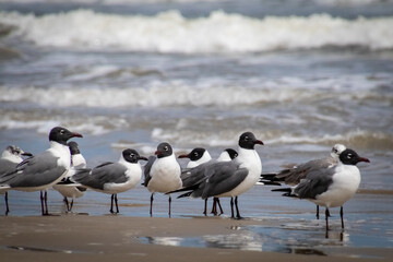 seagulls on the beach