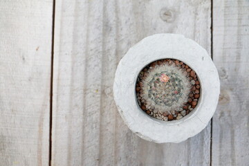 Obraz na płótnie Canvas Mammillaria bocasana or Mammillaria Camenae in cement pot on the wood table for background.