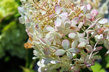 A pinacle spike of white and pink tipped hydrangeas