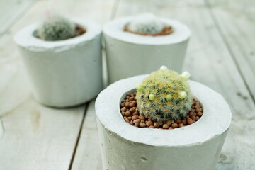 Mammillaria bocasana or Mammillaria Camenae in cement pot on the wood table for background.	