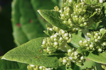 Background of a cluster of white closed hydrangea flowers